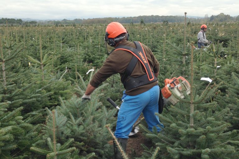 Cycle du sapin Pépinières Grange, producteur de sapin de noël