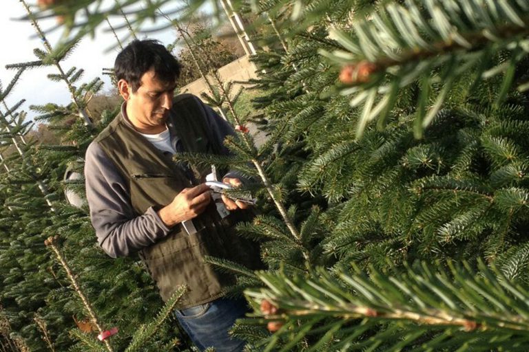 Qualité Pépinières Grange, producteur de sapin de noël