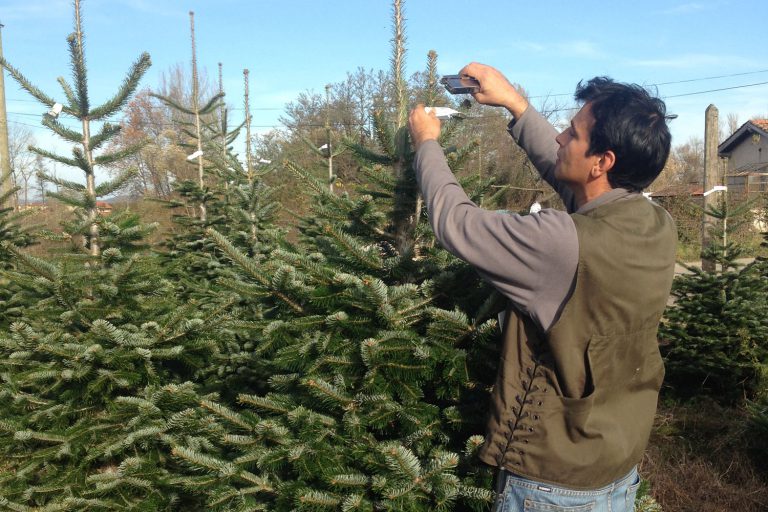 Cycle du sapin - Pépinières Grange, producteur de sapin de noël