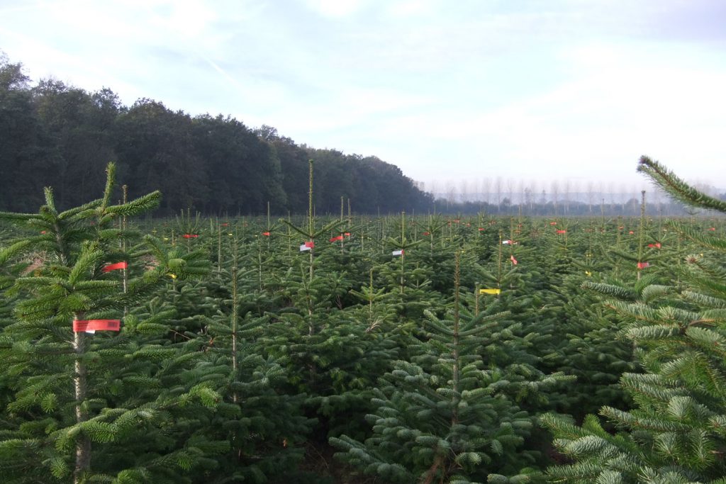 Cycle du sapin Pépinières Grange, producteur de sapin de noël